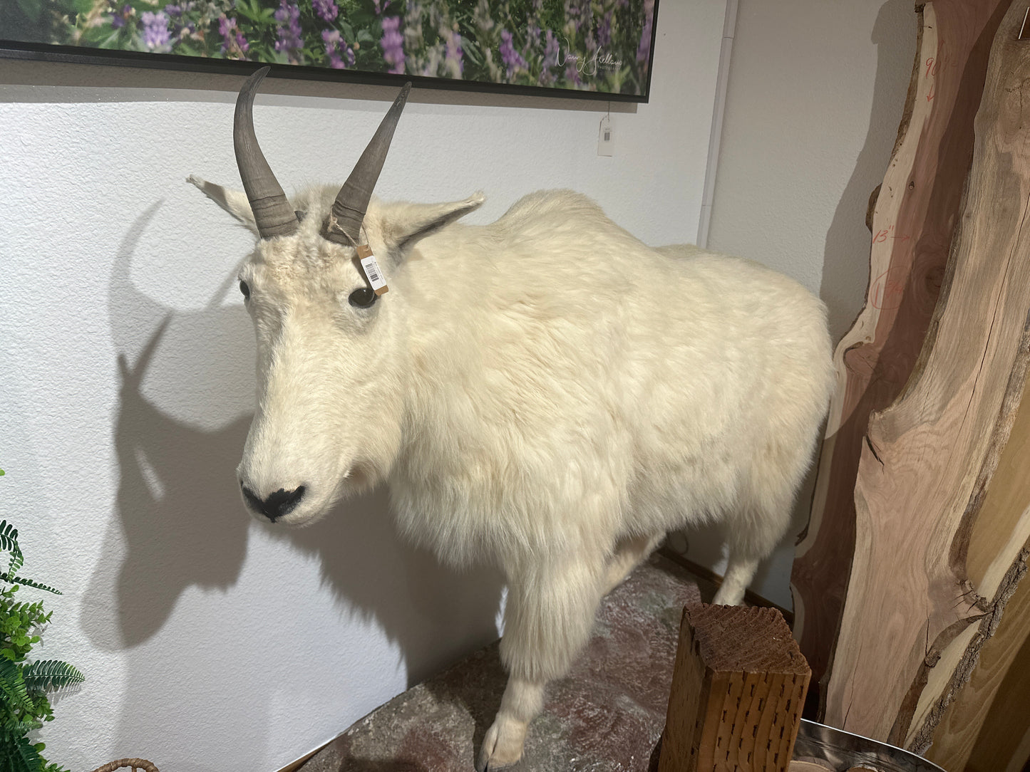 Full Body Mount Goat