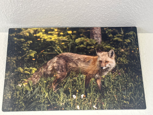 Fox Metal Photography