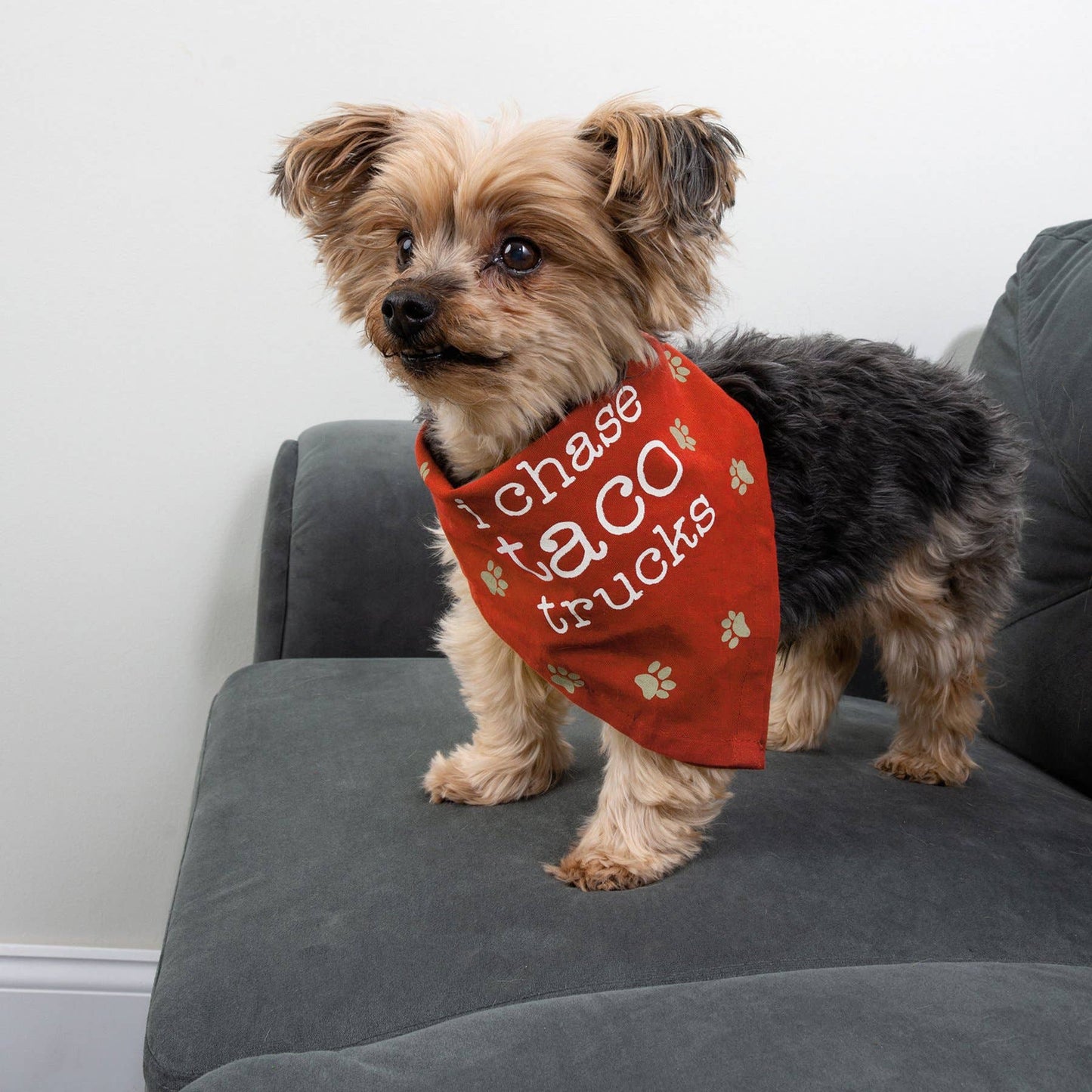 Sleep Bark/Chase Taco Small Pet Bandana