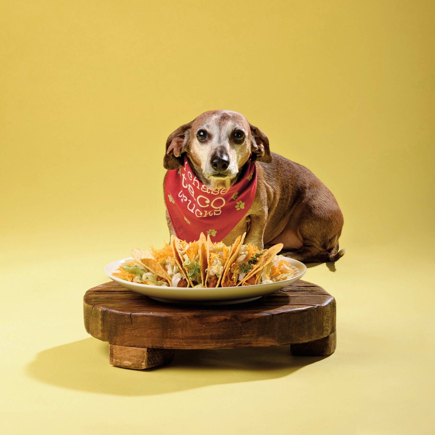 Sleep Bark/Chase Taco Small Pet Bandana